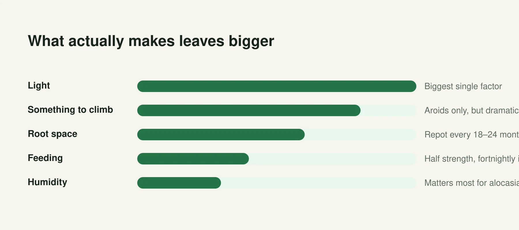 Infographic: What actually makes leaves bigger. Light, Biggest single factor. Something to climb, Aroids only, but dramatic. Root space, Repot every 18–24 months. Feeding, Half strength, fortnightly in summer. Humidity, Matters most for alocasia and calathea.