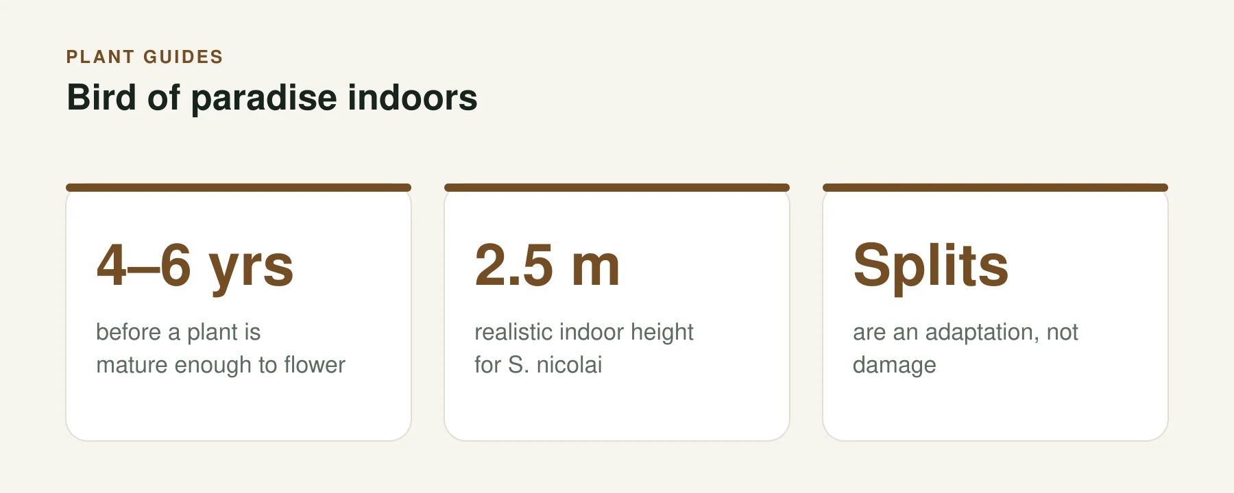 Infographic: Bird of paradise indoors. 4–6 yrs — before a plant is mature enough to flower. 2.5 m — realistic indoor height for S. nicolai. Splits — are an adaptation, not damage.