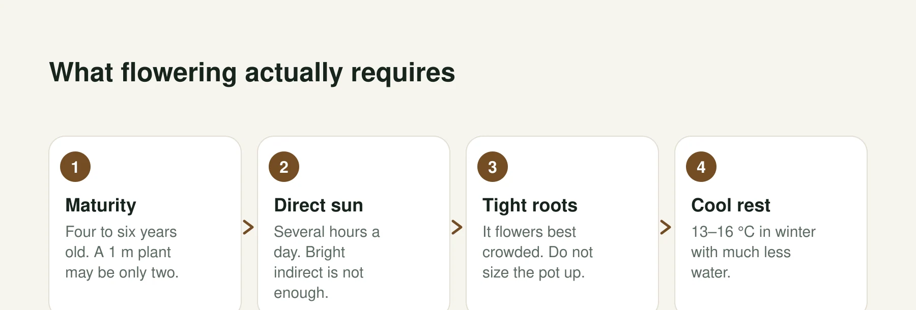 Infographic: What flowering actually requires. Step 1, Maturity: Four to six years old. A 1 m plant may be only two. Step 2, Direct sun: Several hours a day. Bright indirect is not enough. Step 3, Tight roots: It flowers best crowded. Do not size the pot up. Step 4, Cool rest: 13–16 °C in winter with much less water.