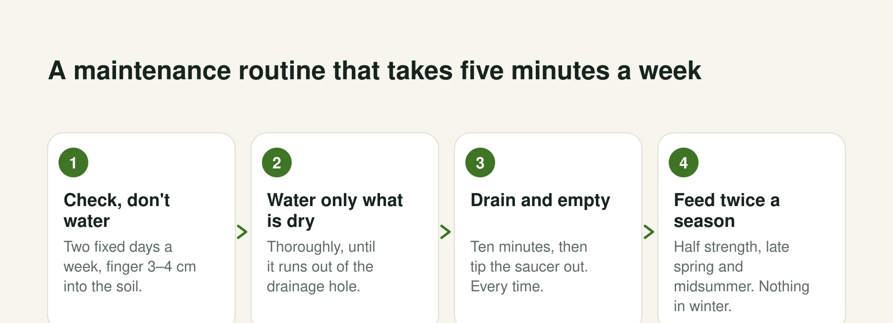 Infographic: A maintenance routine that takes five minutes a week. Step 1, Check, don't water: Two fixed days a week, finger 3–4 cm into the soil. Step 2, Water only what is dry: Thoroughly, until it runs out of the drainage hole. Step 3, Drain and empty: Ten minutes, then tip the saucer out. Every time. Step 4, Feed twice a season: Half strength, late spring and midsummer. Nothing in winter.