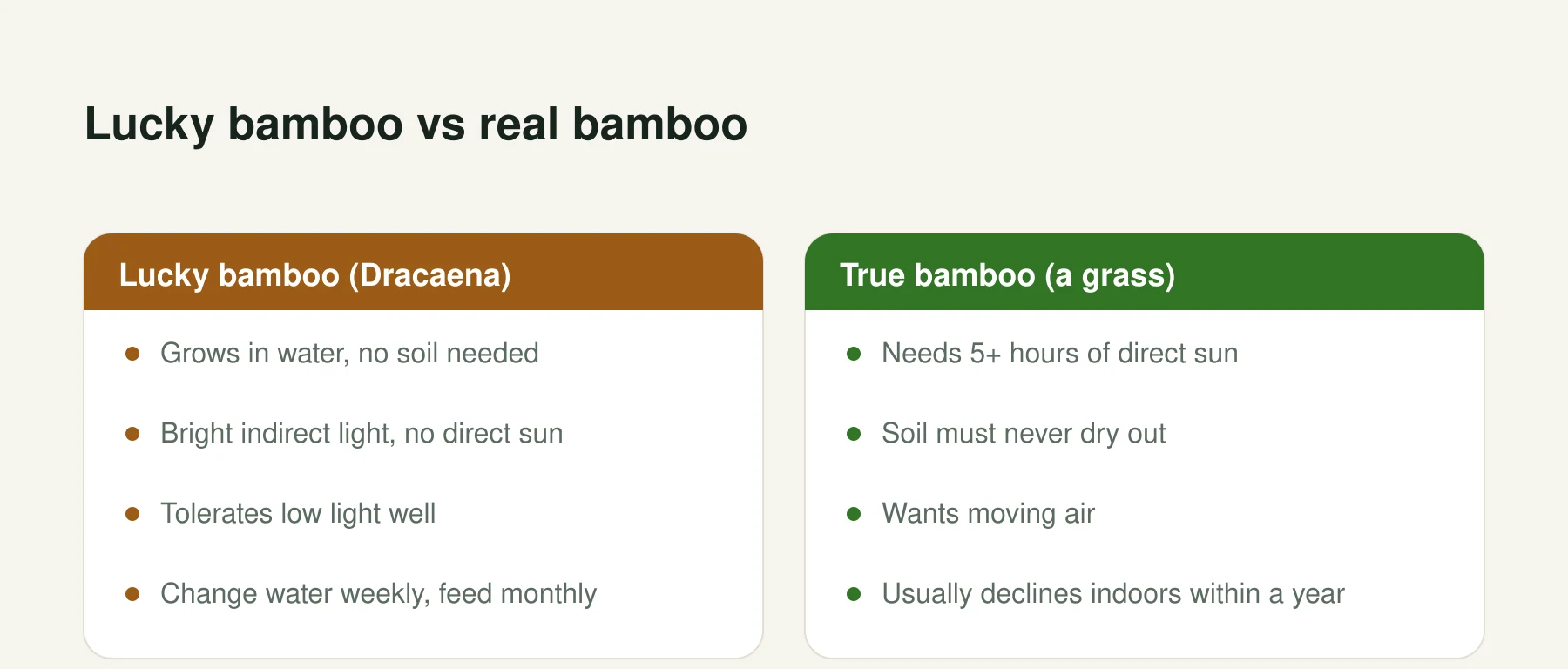 Infographic: Lucky bamboo vs real bamboo. Lucky bamboo (Dracaena): Grows in water, no soil needed, Bright indirect light, no direct sun, Tolerates low light well, Change water weekly, feed monthly. True bamboo (a grass): Needs 5+ hours of direct sun, Soil must never dry out, Wants moving air, Usually declines indoors within a year.