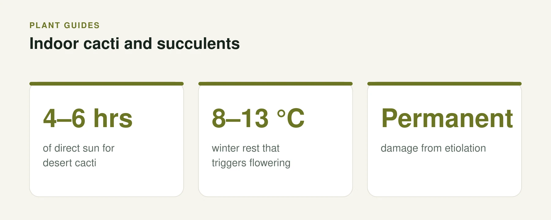 Infographic: Indoor cacti and succulents. 4–6 hrs — of direct sun for desert cacti. 8–13 °C — winter rest that triggers flowering. Permanent — damage from etiolation.