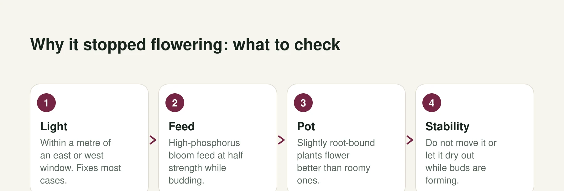 Infographic: Why it stopped flowering: what to check. Step 1, Light: Within a metre of an east or west window. Fixes most cases. Step 2, Feed: High-phosphorus bloom feed at half strength while budding. Step 3, Pot: Slightly root-bound plants flower better than roomy ones. Step 4, Stability: Do not move it or let it dry out while buds are forming.