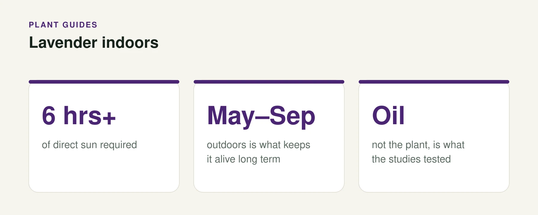 Infographic: Lavender indoors. 6 hrs+ — of direct sun required. May–Sep — outdoors is what keeps it alive long term. Oil — not the plant, is what the studies tested.