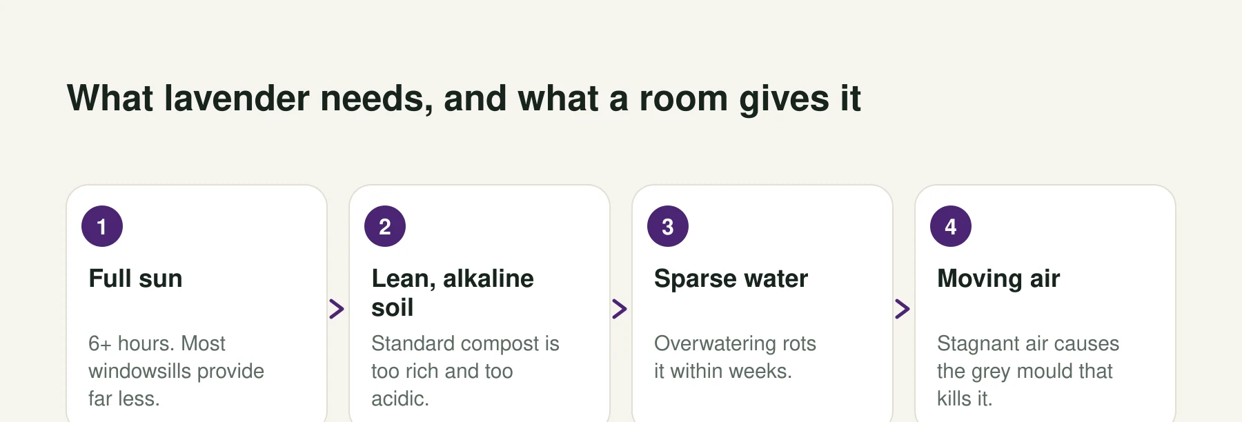 Infographic: What lavender needs, and what a room gives it. Step 1, Full sun: 6+ hours. Most windowsills provide far less. Step 2, Lean, alkaline soil: Standard compost is too rich and too acidic. Step 3, Sparse water: Overwatering rots it within weeks. Step 4, Moving air: Stagnant air causes the grey mould that kills it.