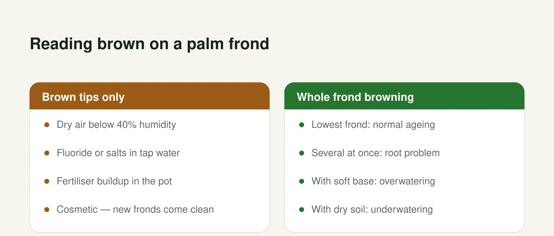Infographic: Reading brown on a palm frond. Brown tips only: Dry air below 40% humidity, Fluoride or salts in tap water, Fertiliser buildup in the pot, Cosmetic — new fronds come clean. Whole frond browning: Lowest frond: normal ageing, Several at once: root problem, With soft base: overwatering, With dry soil: underwatering.