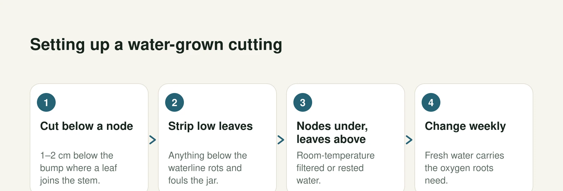 Infographic: Setting up a water-grown cutting. Step 1, Cut below a node: 1–2 cm below the bump where a leaf joins the stem. Step 2, Strip low leaves: Anything below the waterline rots and fouls the jar. Step 3, Nodes under, leaves above: Room-temperature filtered or rested water. Step 4, Change weekly: Fresh water carries the oxygen roots need.