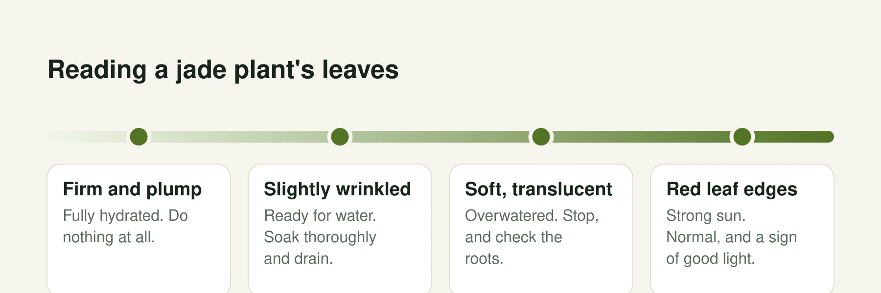 Infographic: Reading a jade plant's leaves. Firm and plump: Fully hydrated. Do nothing at all. Slightly wrinkled: Ready for water. Soak thoroughly and drain. Soft, translucent: Overwatered. Stop, and check the roots. Red leaf edges: Strong sun. Normal, and a sign of good light.