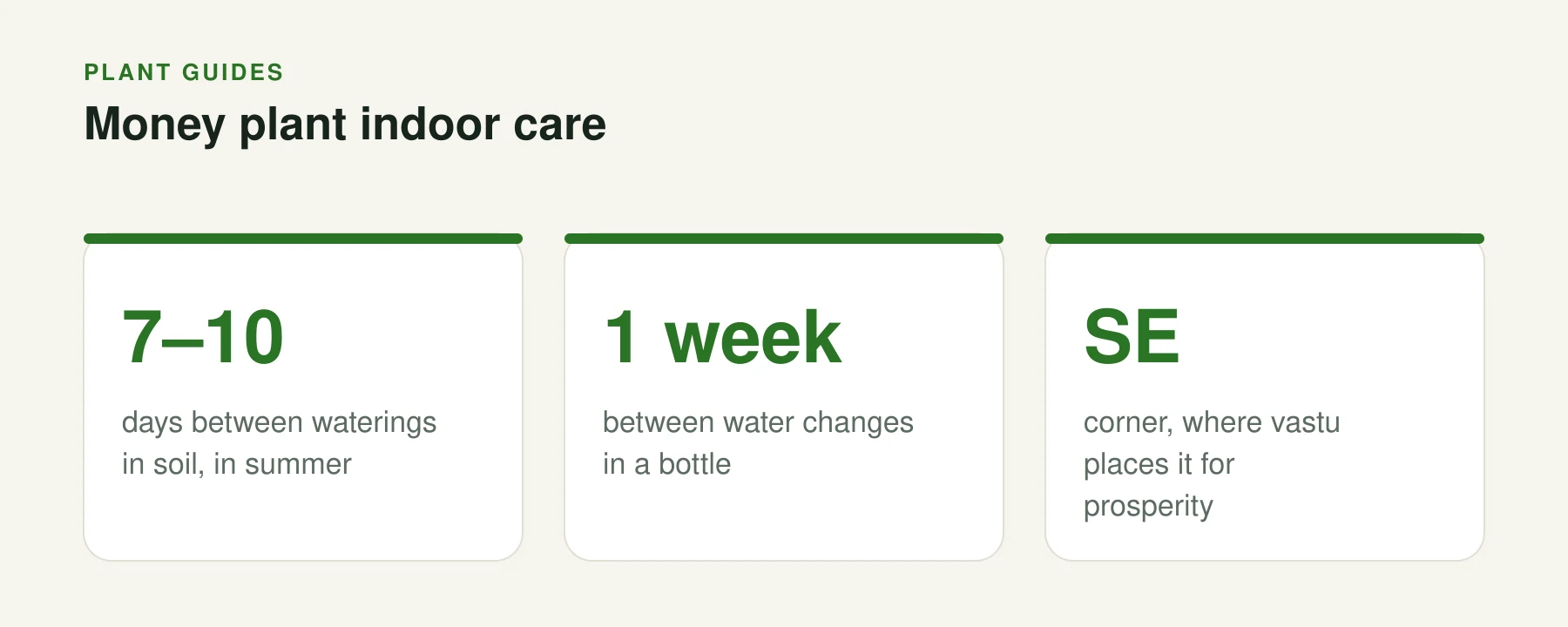 Infographic: Money plant indoor care. 7–10 — days between waterings in soil, in summer. 1 week — between water changes in a bottle. SE — corner, where vastu places it for prosperity.