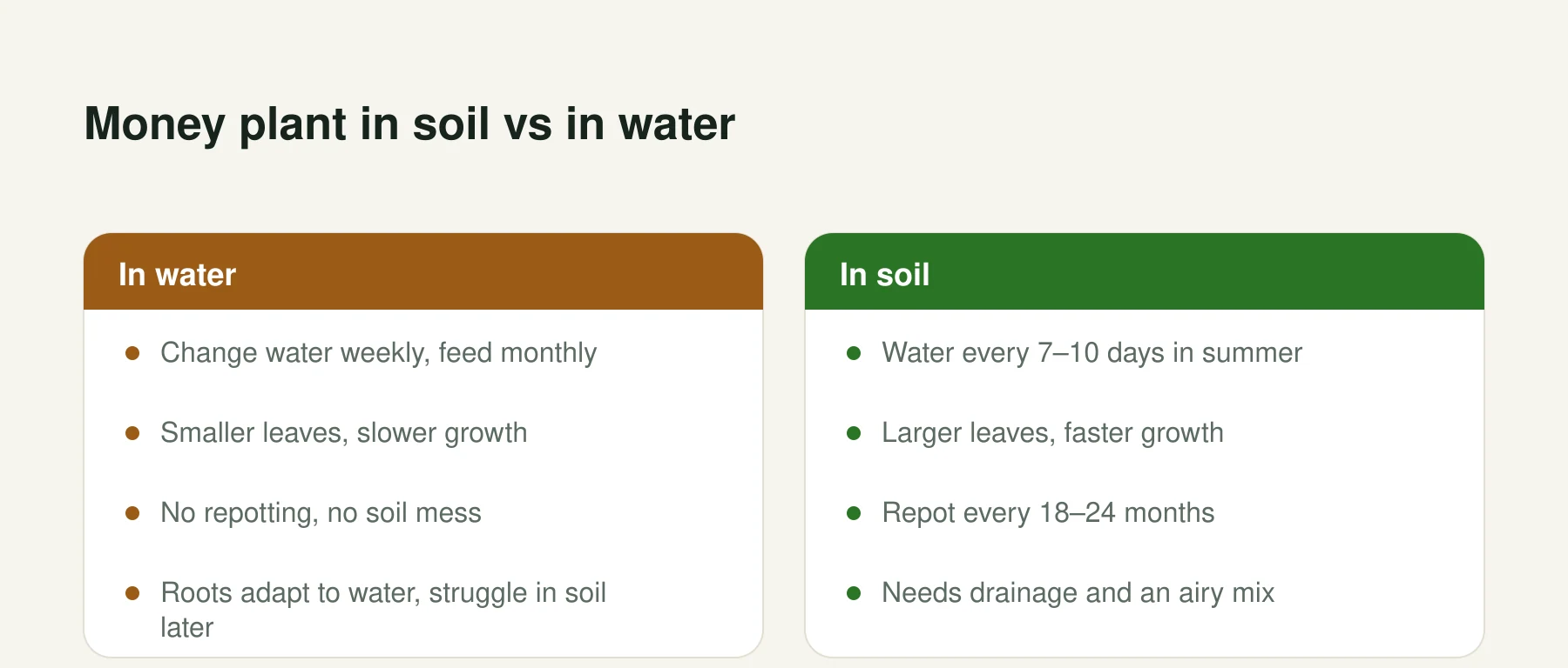 Infographic: Money plant in soil vs in water. In water: Change water weekly, feed monthly, Smaller leaves, slower growth, No repotting, no soil mess, Roots adapt to water, struggle in soil later. In soil: Water every 7–10 days in summer, Larger leaves, faster growth, Repot every 18–24 months, Needs drainage and an airy mix.