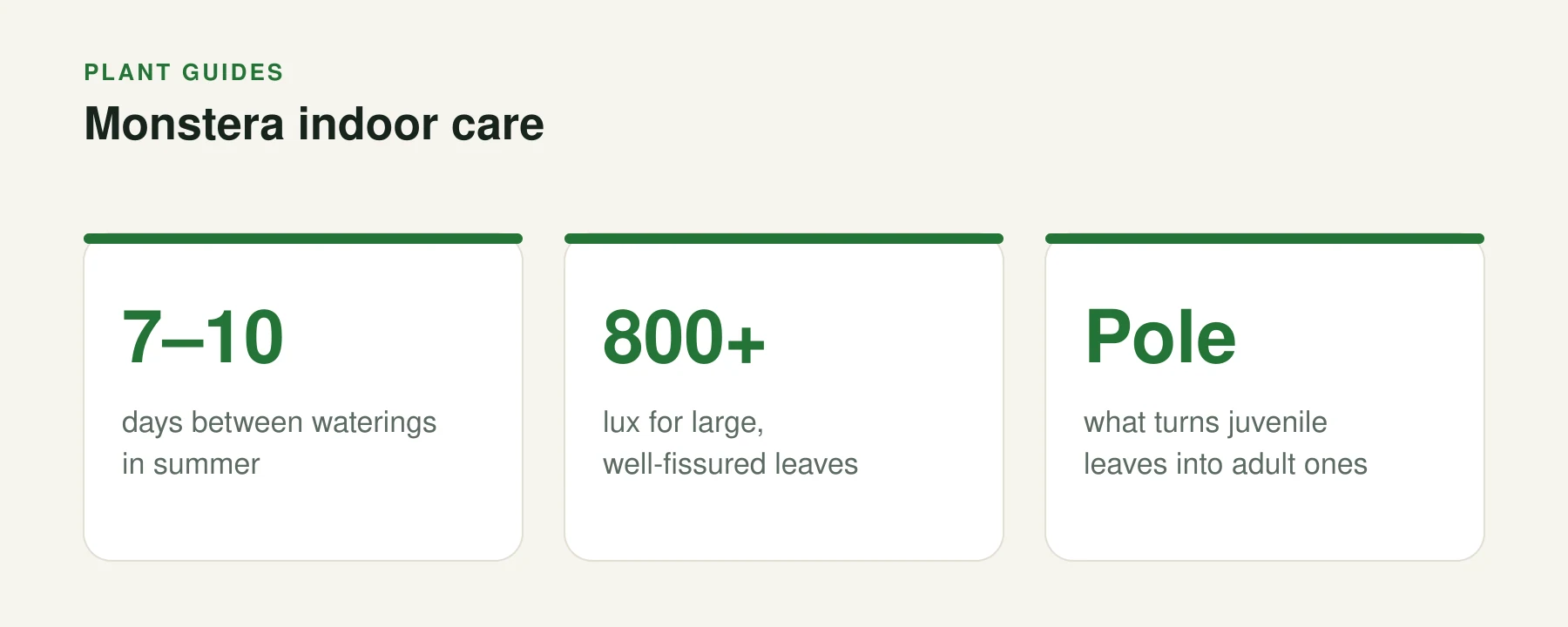 Infographic: Monstera indoor care. 7–10 — days between waterings in summer. 800+ — lux for large, well-fissured leaves. Pole — what turns juvenile leaves into adult ones.