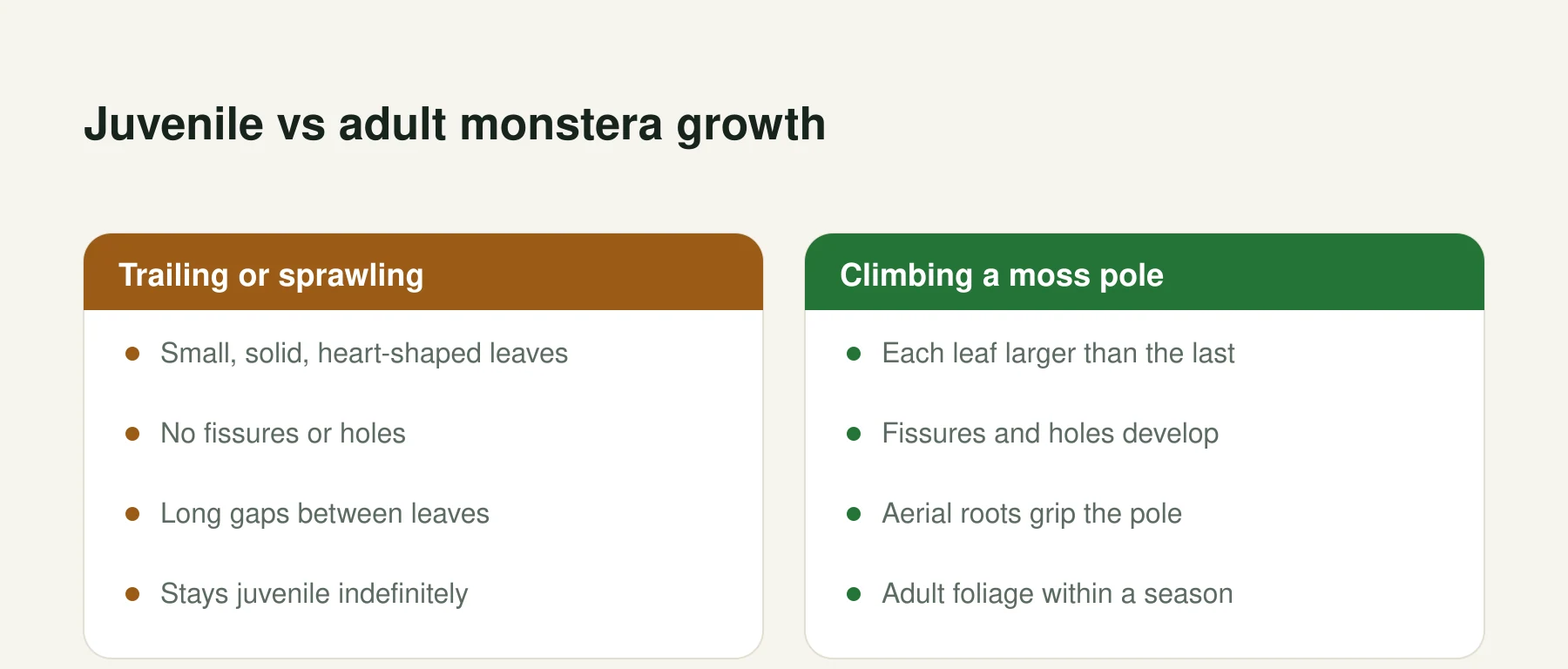 Infographic: Juvenile vs adult monstera growth. Trailing or sprawling: Small, solid, heart-shaped leaves, No fissures or holes, Long gaps between leaves, Stays juvenile indefinitely. Climbing a moss pole: Each leaf larger than the last, Fissures and holes develop, Aerial roots grip the pole, Adult foliage within a season.