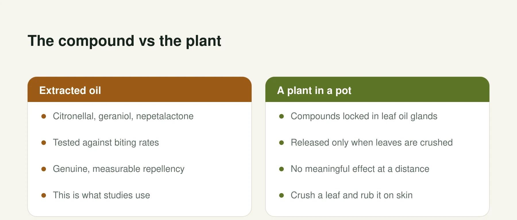 Infographic: The compound vs the plant. Extracted oil: Citronellal, geraniol, nepetalactone, Tested against biting rates, Genuine, measurable repellency, This is what studies use. A plant in a pot: Compounds locked in leaf oil glands, Released only when leaves are crushed, No meaningful effect at a distance, Crush a leaf and rub it on skin.