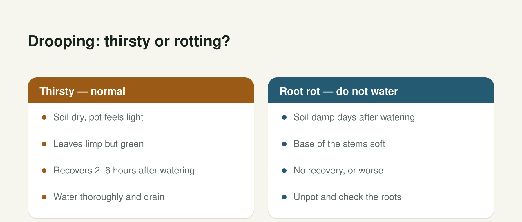 Infographic: Drooping: thirsty or rotting?. Thirsty — normal: Soil dry, pot feels light, Leaves limp but green, Recovers 2–6 hours after watering, Water thoroughly and drain. Root rot — do not water: Soil damp days after watering, Base of the stems soft, No recovery, or worse, Unpot and check the roots.
