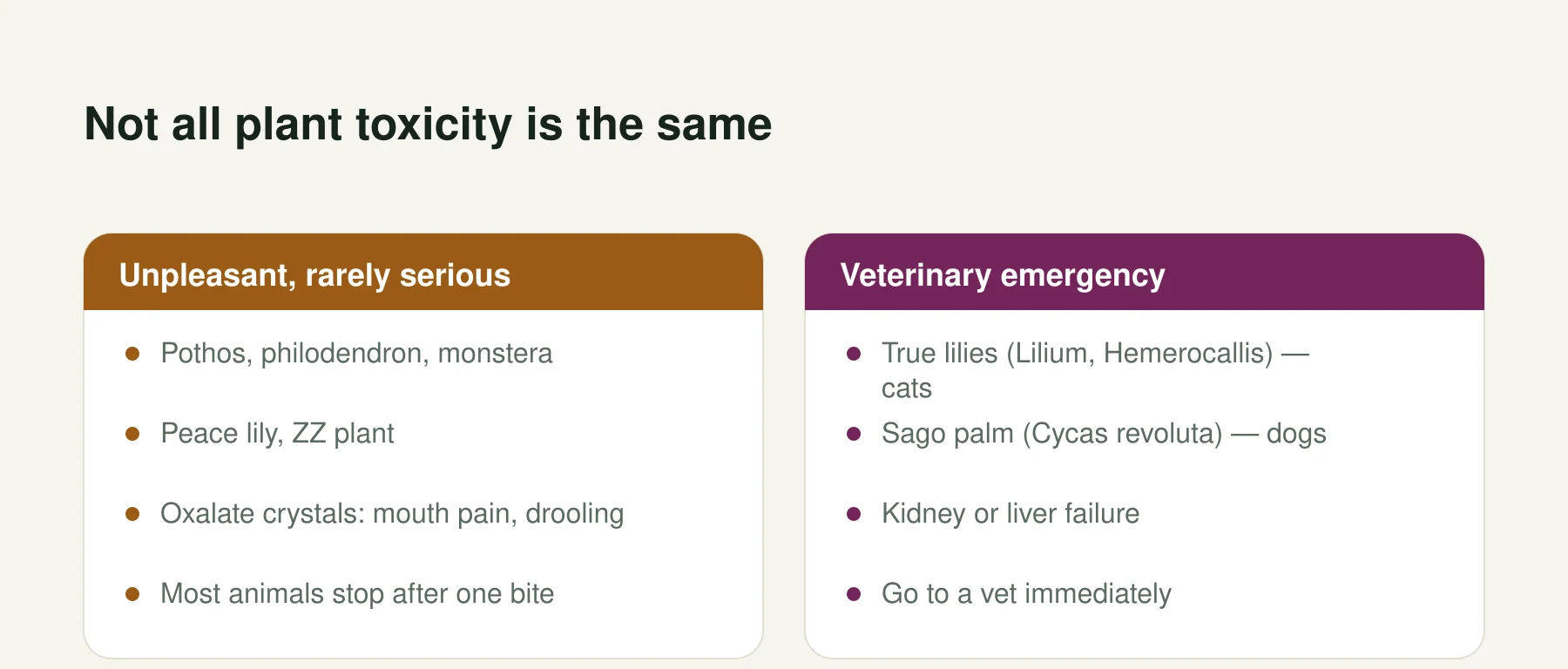 Infographic: Not all plant toxicity is the same. Unpleasant, rarely serious: Pothos, philodendron, monstera, Peace lily, ZZ plant, Oxalate crystals: mouth pain, drooling, Most animals stop after one bite. Veterinary emergency: True lilies (Lilium, Hemerocallis) — cats, Sago palm (Cycas revoluta) — dogs, Kidney or liver failure, Go to a vet immediately.