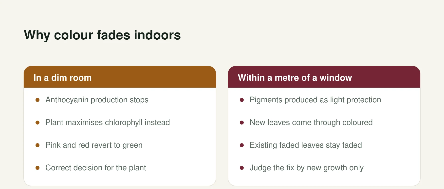 Infographic: Why colour fades indoors. In a dim room: Anthocyanin production stops, Plant maximises chlorophyll instead, Pink and red revert to green, Correct decision for the plant. Within a metre of a window: Pigments produced as light protection, New leaves come through coloured, Existing faded leaves stay faded, Judge the fix by new growth only.