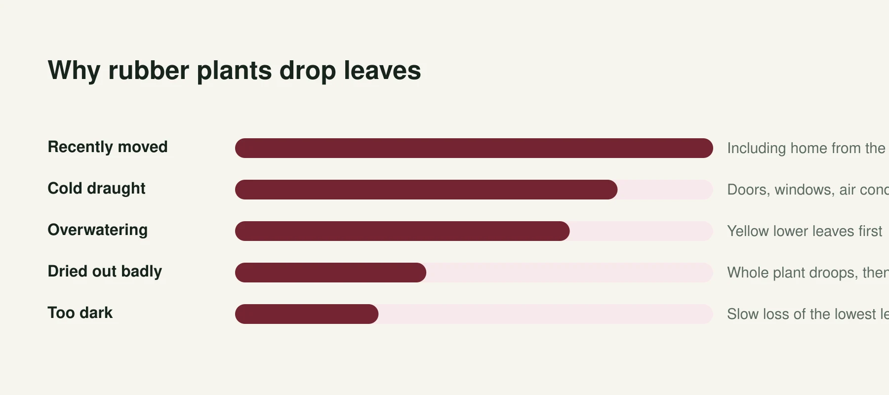Infographic: Why rubber plants drop leaves. Recently moved, Including home from the shop. Cold draught, Doors, windows, air conditioning. Overwatering, Yellow lower leaves first. Dried out badly, Whole plant droops, then sheds. Too dark, Slow loss of the lowest leaves.