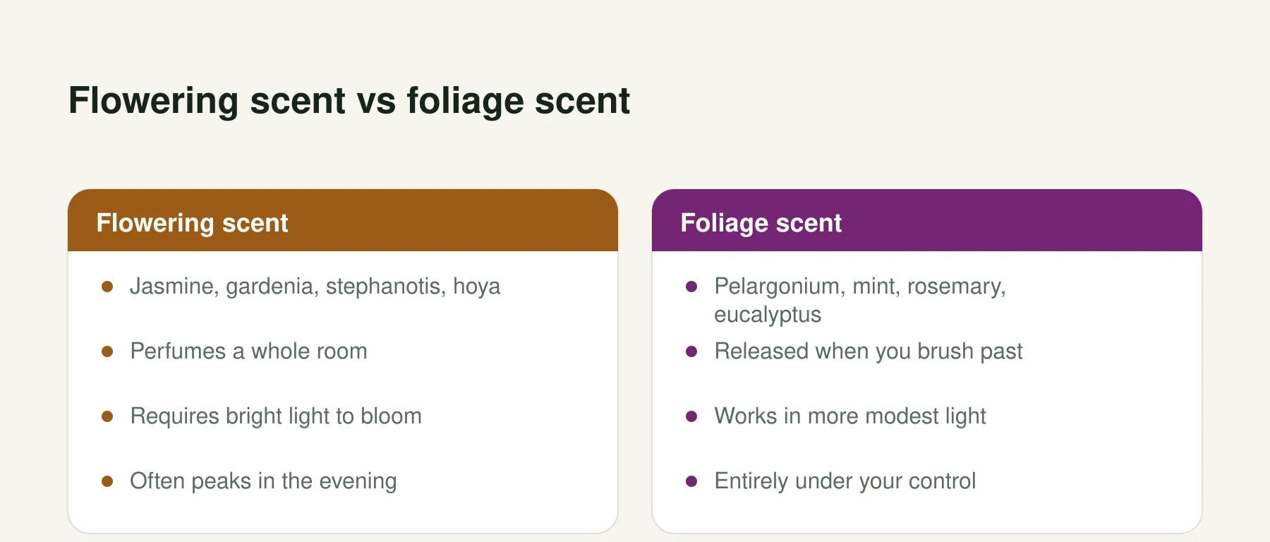 Infographic: Flowering scent vs foliage scent. Flowering scent: Jasmine, gardenia, stephanotis, hoya, Perfumes a whole room, Requires bright light to bloom, Often peaks in the evening. Foliage scent: Pelargonium, mint, rosemary, eucalyptus, Released when you brush past, Works in more modest light, Entirely under your control.