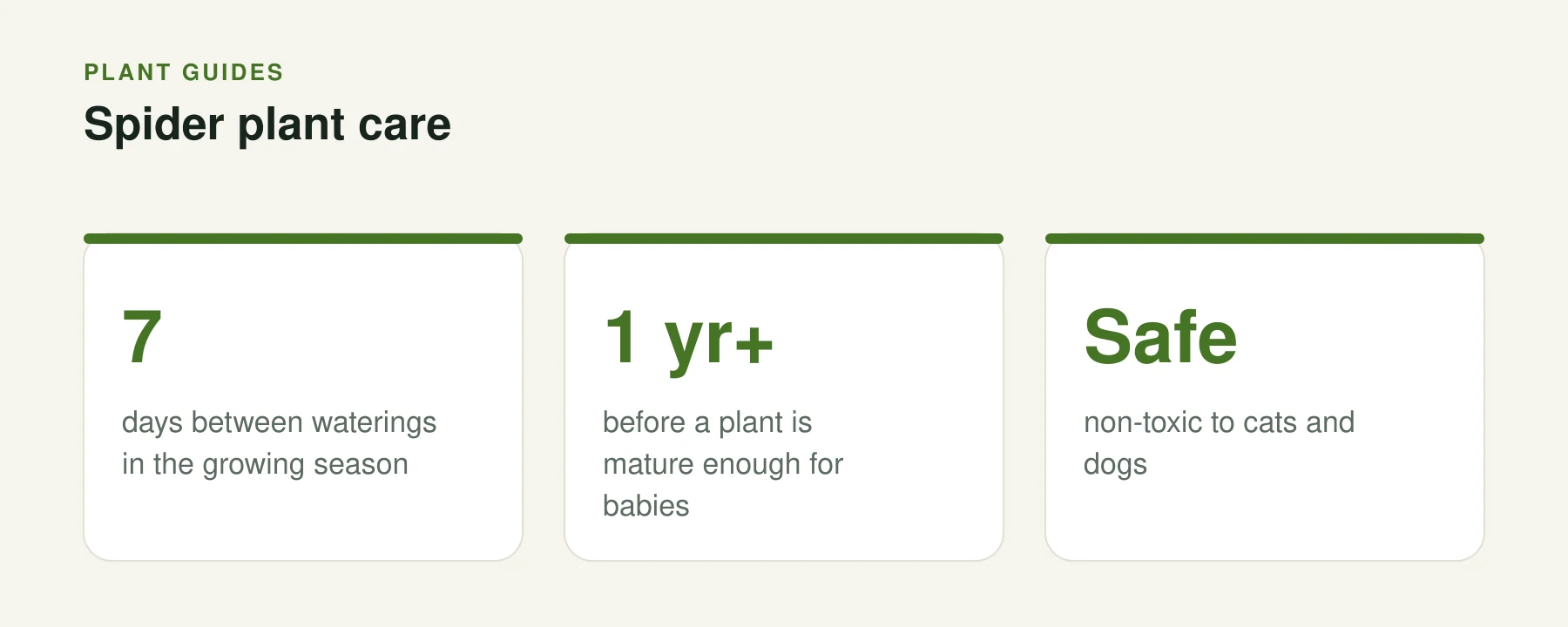Infographic: Spider plant care. 7 — days between waterings in the growing season. 1 yr+ — before a plant is mature enough for babies. Safe — non-toxic to cats and dogs.