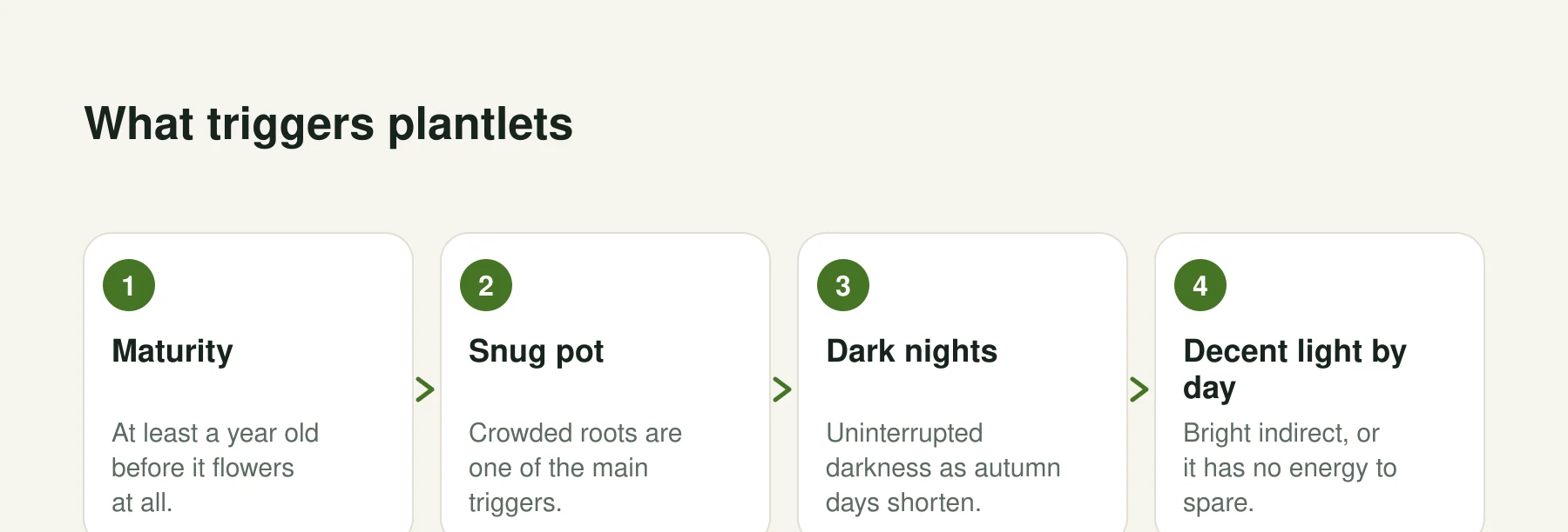 Infographic: What triggers plantlets. Step 1, Maturity: At least a year old before it flowers at all. Step 2, Snug pot: Crowded roots are one of the main triggers. Step 3, Dark nights: Uninterrupted darkness as autumn days shorten. Step 4, Decent light by day: Bright indirect, or it has no energy to spare.
